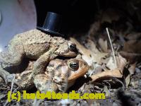 /home//u458753944/public_html/sourcegallery//Roxborough Toad Detour/2013-2019/2016/2016-03-31/P3310622.JPG